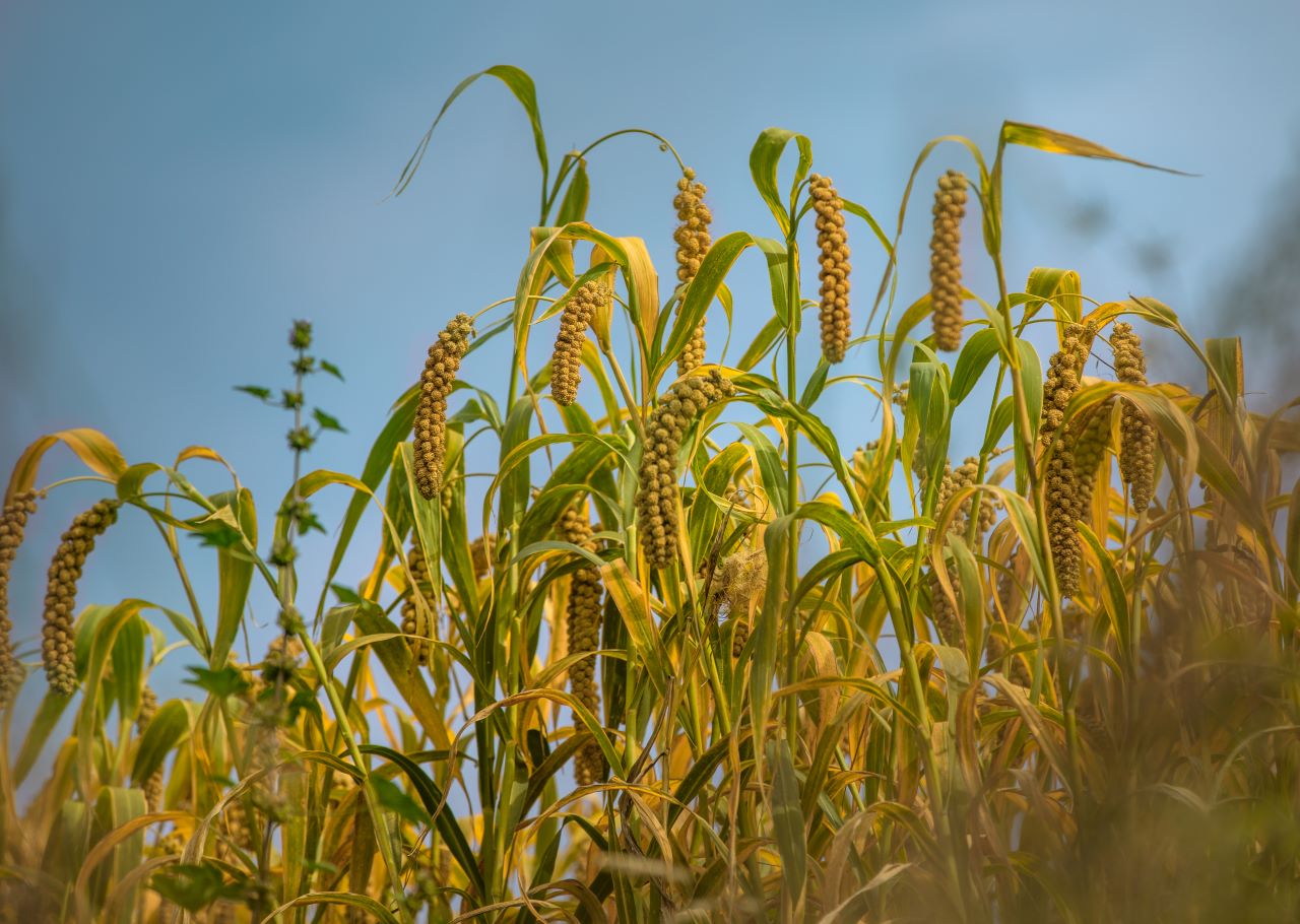 close up crops field against sky